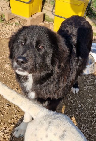 CHIAMA PER QUEGLI OCCHIONI TRISTI!MAX,IN CANILE! - Foto 3
