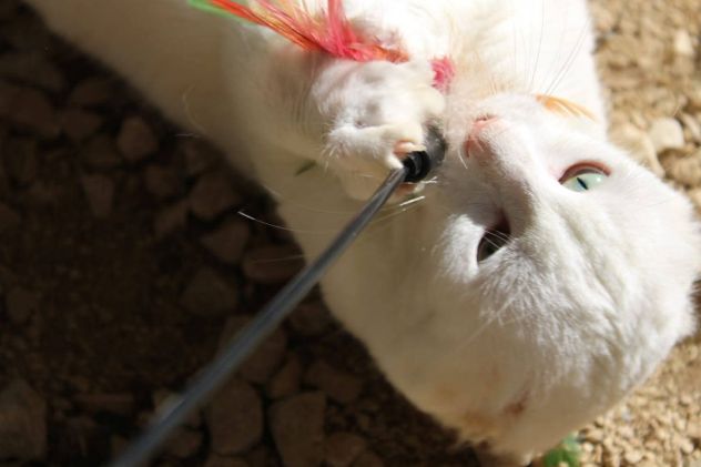 Meringa gattina , adozione del cuore - Foto 10