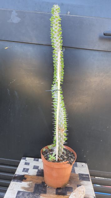 Cactus Caudex Bonsai - Alluaudia Procera - RARA! - Foto 3