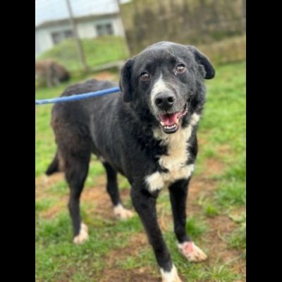 BENNY , UNA PICCOLA TENEREZZA, CANE IN ADOZIONE TG MEDIO CONTENUTA - Foto 3
