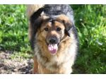 Adotta un cane dal canile, salva la sua vita!