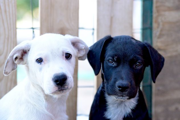Milo e Ricky dolcissimi cuccioli in adozione - Foto 4
