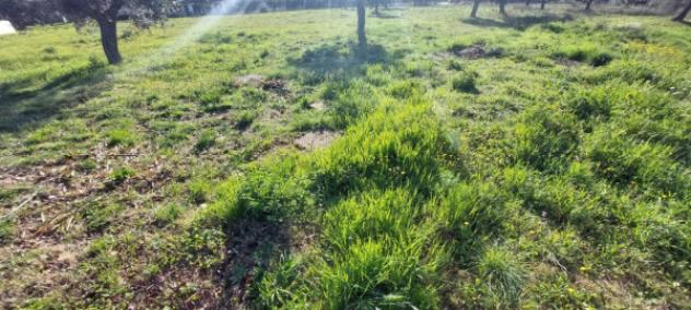 Immobile in asta di 6583 m² in vendita a Nereto - Foto 6