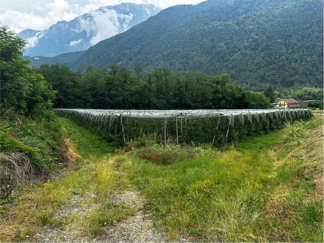 V000421 - TERRENO AGRICOLO DI 6,9 ETTARI IN VENDITA A RONCEGNO TERME - Foto 8