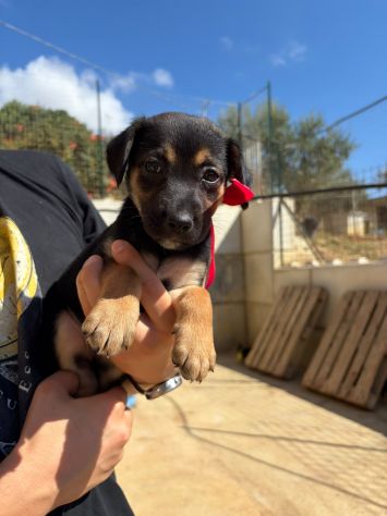 CARAMELLO, LEONE, BALOO, GINEVRA E MARTINA,80 GIORNI: CERCANO CASA! - Foto 8