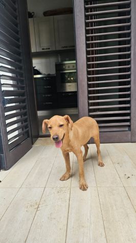RED, 4 MESI (01/06/2026), TROVATO DA TURISTI IN UN BOSCO SOLO E ABBANDONATO - Foto 6