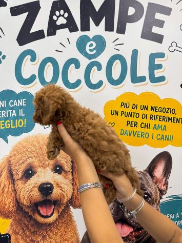 Cuccioli Bassotti barboncini toy , maschi e femmine rosso e albicocca - Foto 2