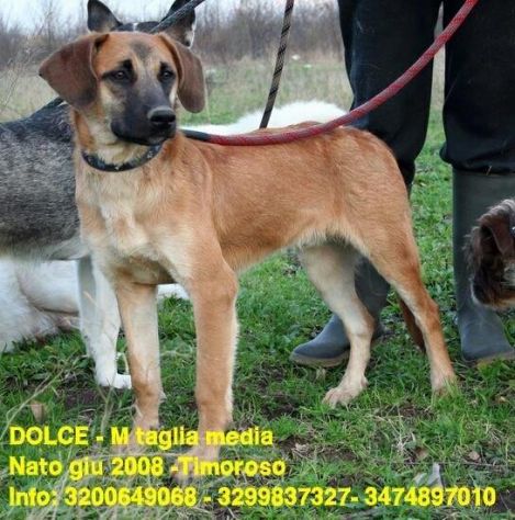 Splendidi cani in cerca di casa URGENTE! - Foto 6