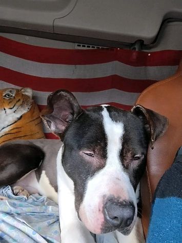 Amstaff 3anni ok gatti VIVE IN 1CAMION! NOVARA URGENTEE