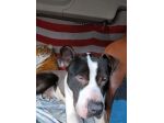 Amstaff 3anni ok gatti VIVE IN 1CAMION! NOVARA URGENTEE