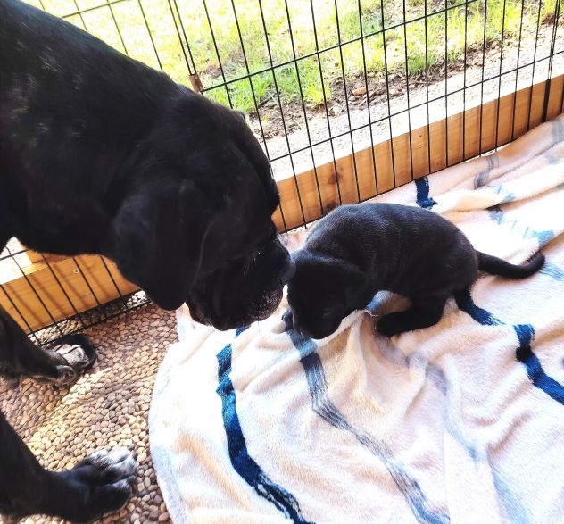 Cuccioli cane corso alta genealogia - Foto 5