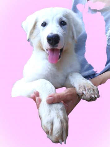 Giannino, candido e dolce cucciolo PMA in adozione - Foto 2