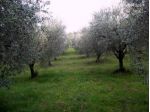 Uliveto in vendita a Ascoli Piceno
