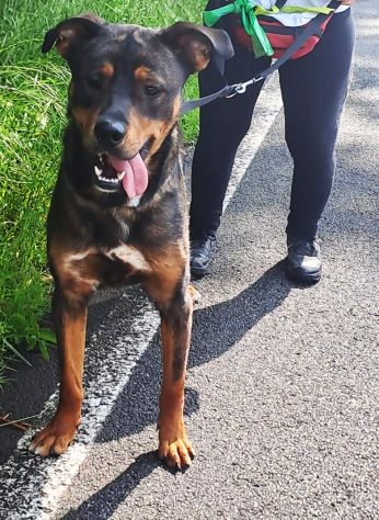 Tiglio, a Milano, cucciolone di 1,5 anni