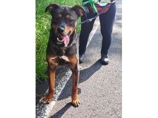 Tiglio, a Milano, cucciolone di 1,5 anni