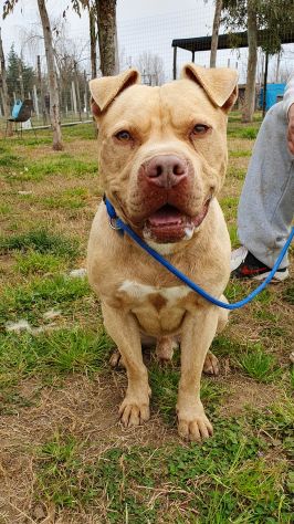 Omar, Buonissimo pitbull, 5 anni, maschio - Foto 6