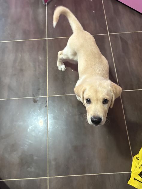 Cucciola Labrador - Foto 3