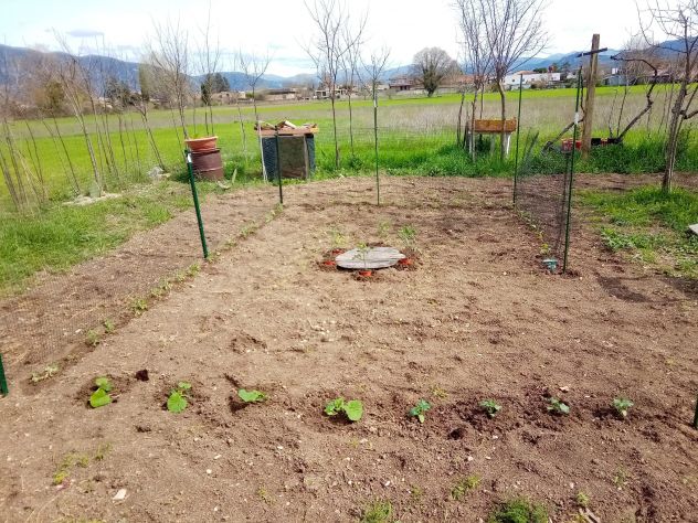 mi offro per tagliare erba con decespugliatore e tagliaerba