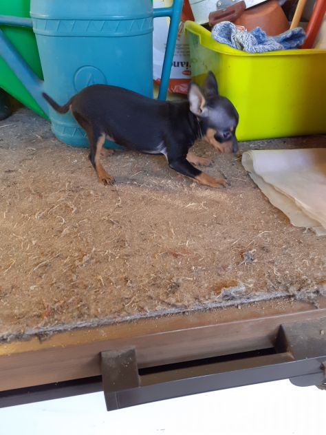 Pinscher - Foto 2