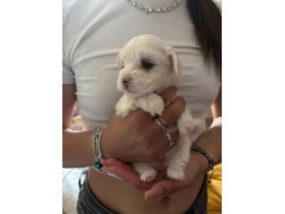 Cucciolo femmina di razza maltese