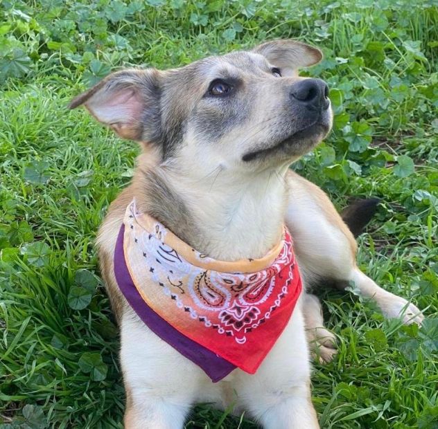 Teseo cucciolo di 1 anno cresciuto in canile - Foto 2