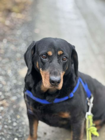 RORY, segugiotta TENERISSIMA in rifugio! - Foto 3