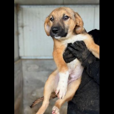 CUCCIOLI IN ADOZIONE : MOCKY GIOIOSO E CURIOSO TG MEDIA - Foto 3