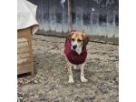 BENNY LA DOLCEZZA, CAGNOLINO IN ADOZIONE