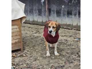 BENNY LA DOLCEZZA, CAGNOLINO IN ADOZIONE
