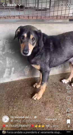 STILTON CERCA SALVEZZA CANE IN ADOZIONE - Foto 10