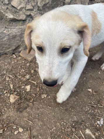 Malu cucciolo adozione del cuore