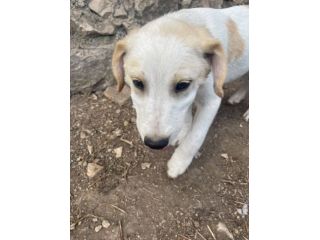 Malu cucciolo adozione del cuore