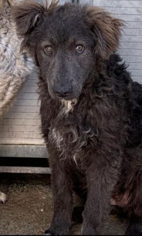 ZELDA E LAVINIA CANI IN ADOZIONE - Foto 4