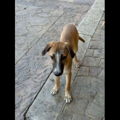 CUCCIOLO IN ADOZIONE TOMMY - Foto 8