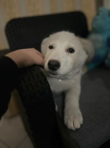 Regalo meravigliosi cuccioli incrocio husky - Foto 7