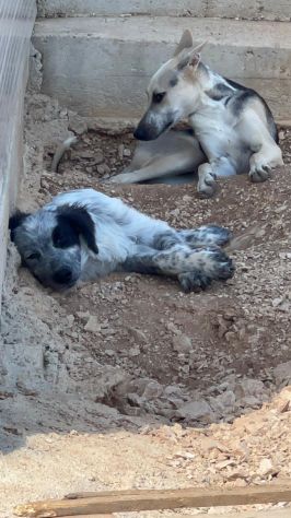 Ultimi 3cuccioli 7mesi  SENZA RICHIESTE. BARI - Foto 4