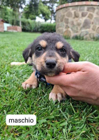 CUCCIOLI 2 MESI taglia media IN CANILE - Foto 2