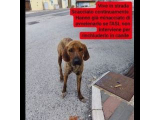 GIOVANE SEGUGIO MERITA UN'OPPORTUNITÀ, CANE IN ADOZIONE