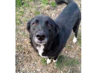 Lucy 4anni e 1/2 nera SOPRAVVIVISSUTA AD 1AVVELENAMENTO! SUD