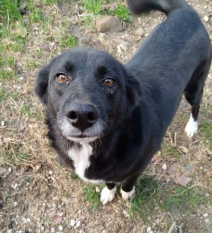 Lucy 4anni nera SOPRAVVIVISSUTA AD 1AVVELENAMENTO! SUD