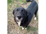 Lucy 4anni nera SOPRAVVIVISSUTA AD 1AVVELENAMENTO! SUD