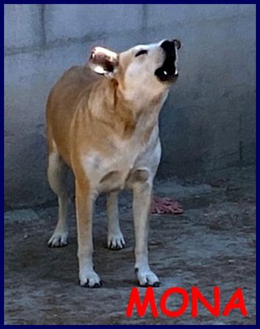 MONA 6anni abbaia per vincere le sue paure tg media - Foto 2