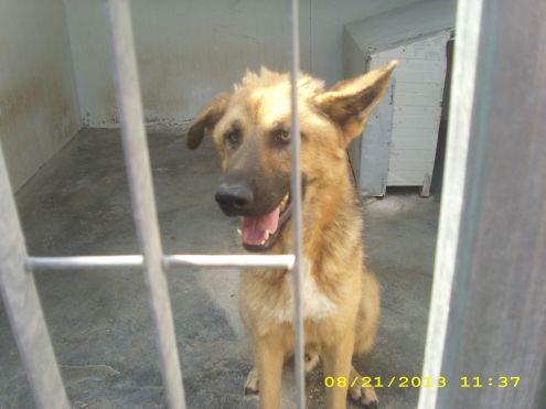 ARTU ', giovane e giocherellone - Foto 2