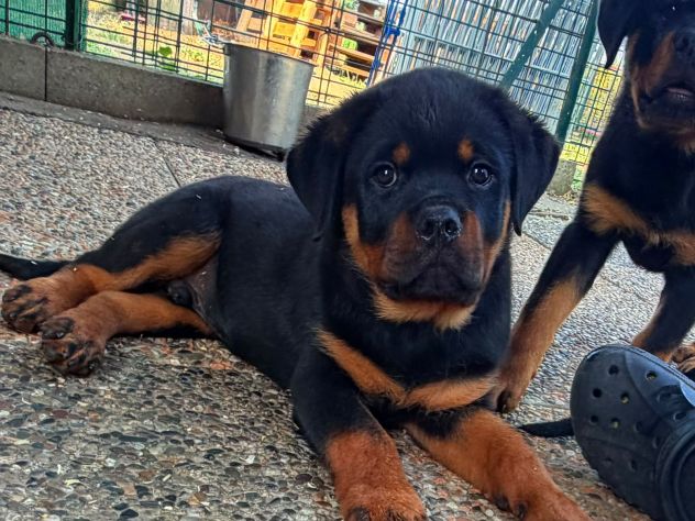 Cuccioli Rottweiler pedigree Enci pagamenti agevolati - Foto 6