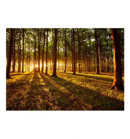 Fotomurale Adesivo In Una Foresta Arredalacasa - Foto 2