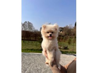 Cuccioli Pomapoo dolcezza e qualità in un unico ❤️