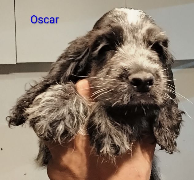 Cucciolo cocker spaniel inglese Blu roano - Foto 6
