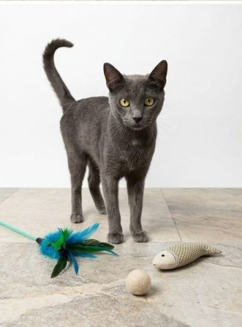 TERRY, adorabile micia in adozione! - Foto 3