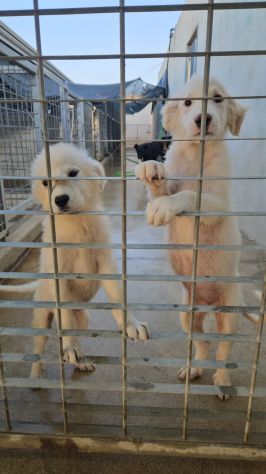 Lella: 3 mesi taglia media - Foto 2