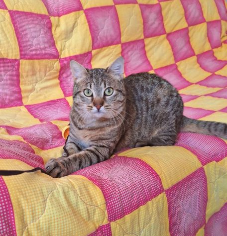 Dolcissimo gattino di soli 6 mesi - Foto 4
